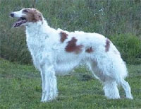 a well breed Borzoi dog